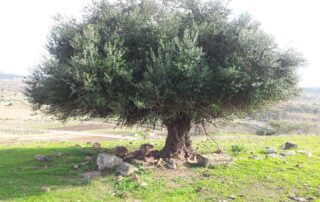 "L’ olivier, arbre sacré" 